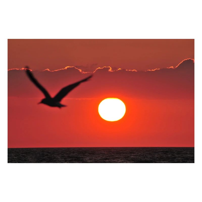 Abendrot mit Möwe
