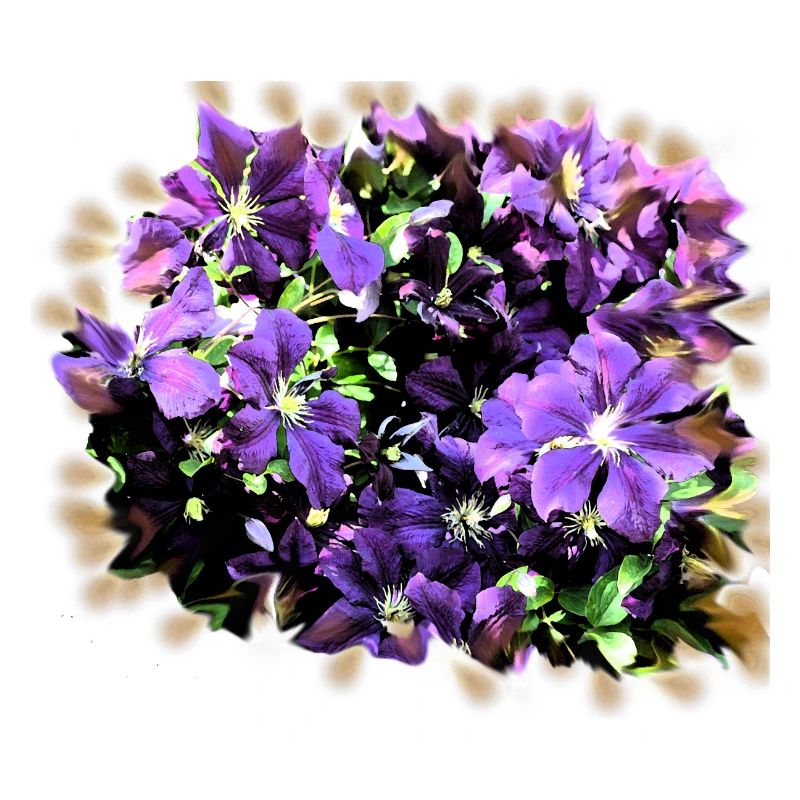 prairie de fleurs pourpres