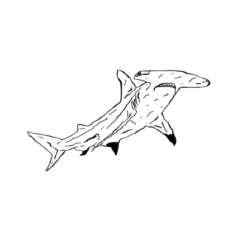 Hammerhai