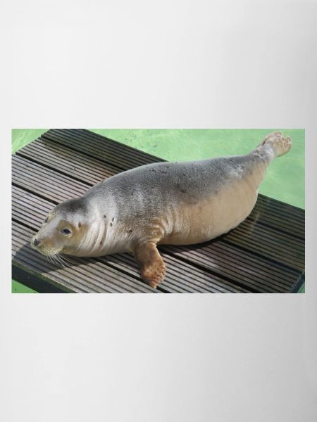 Seal pup on Texel