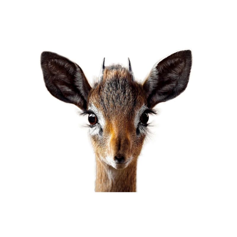 Antilope, Dik
