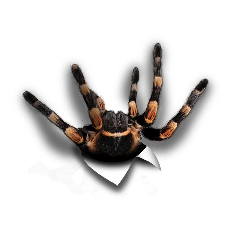 Araignée