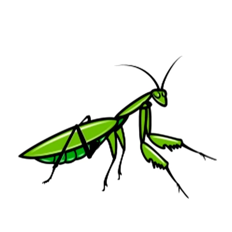 Insect