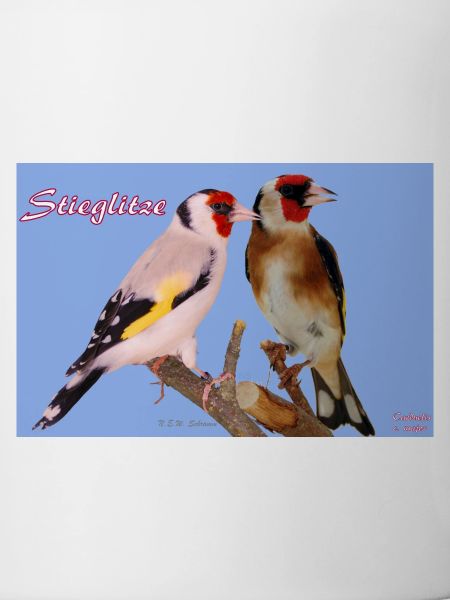 Stieglitze