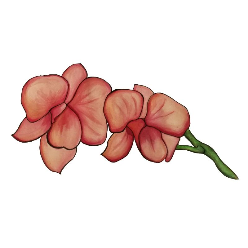 Orchidée rose