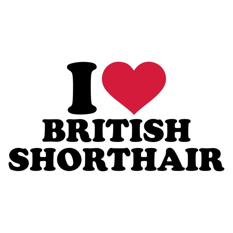 Chat British shorthair
