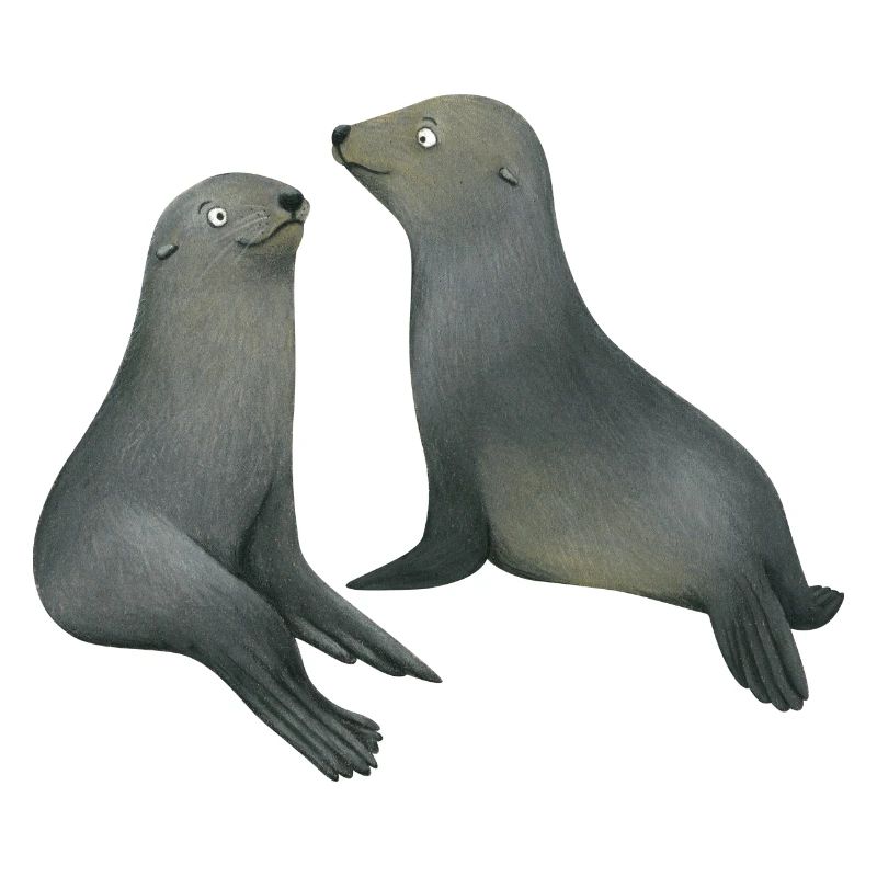 Otaries à fourrure