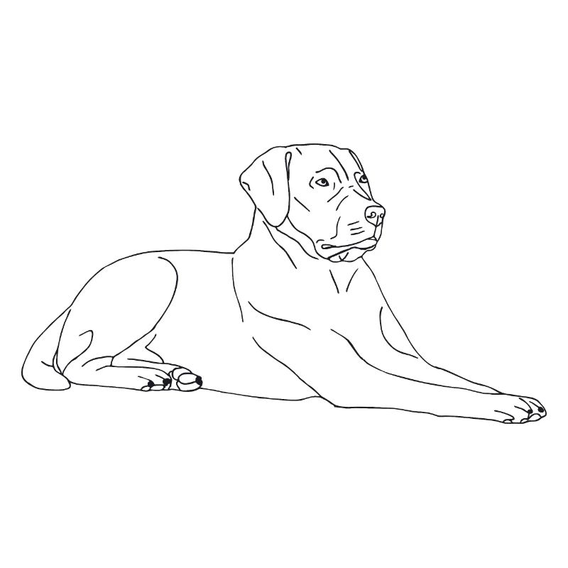 Labrador liegend
