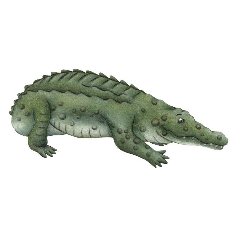 Crocodile