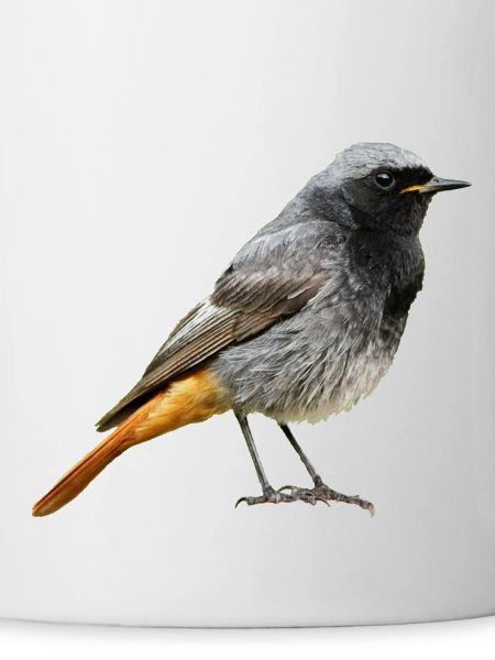 Redtail Robin