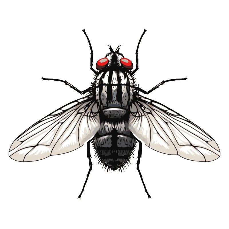 Fliege