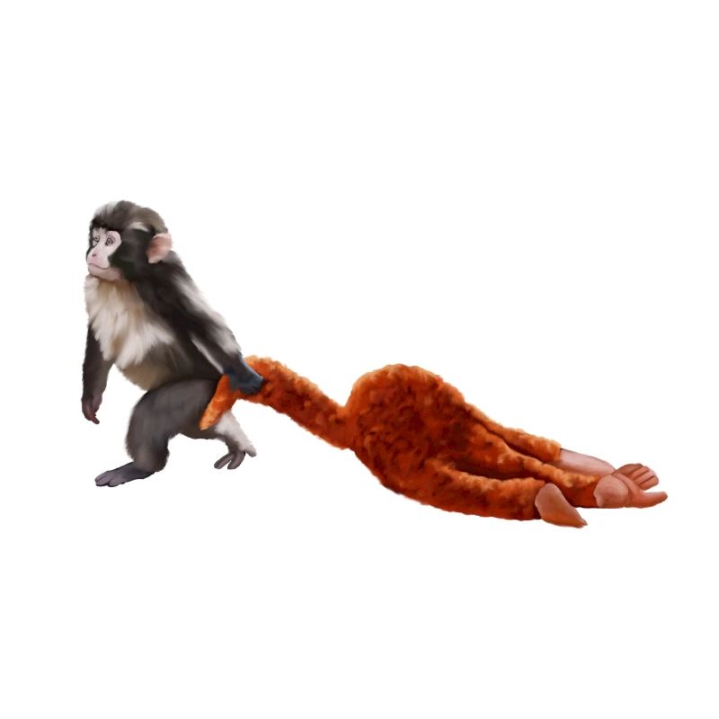 Punch - le petit singe