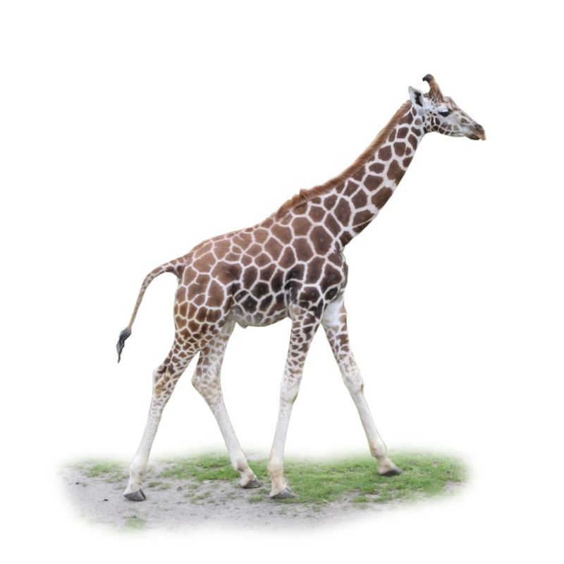 Junge Giraffe