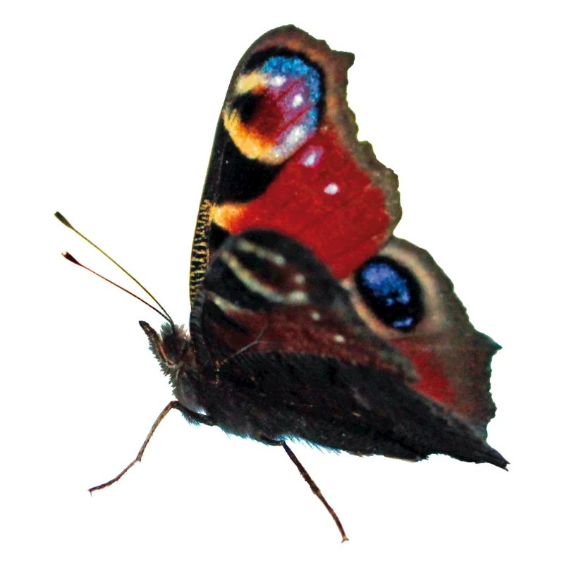 Oeil de paon papillon
