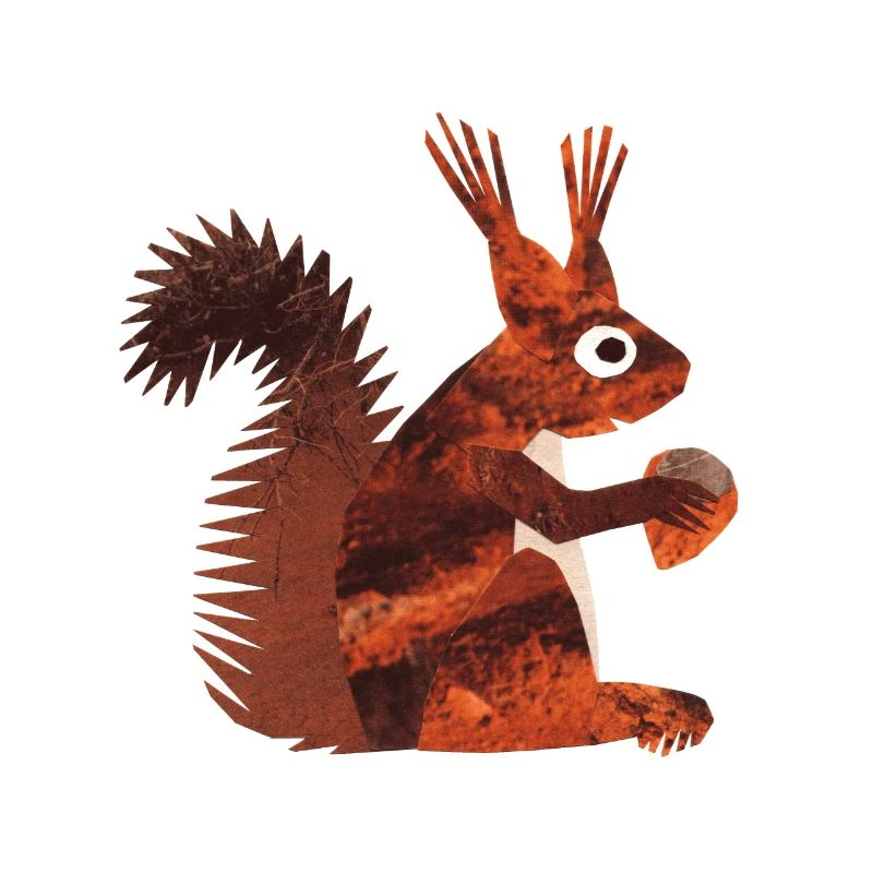 squirrel