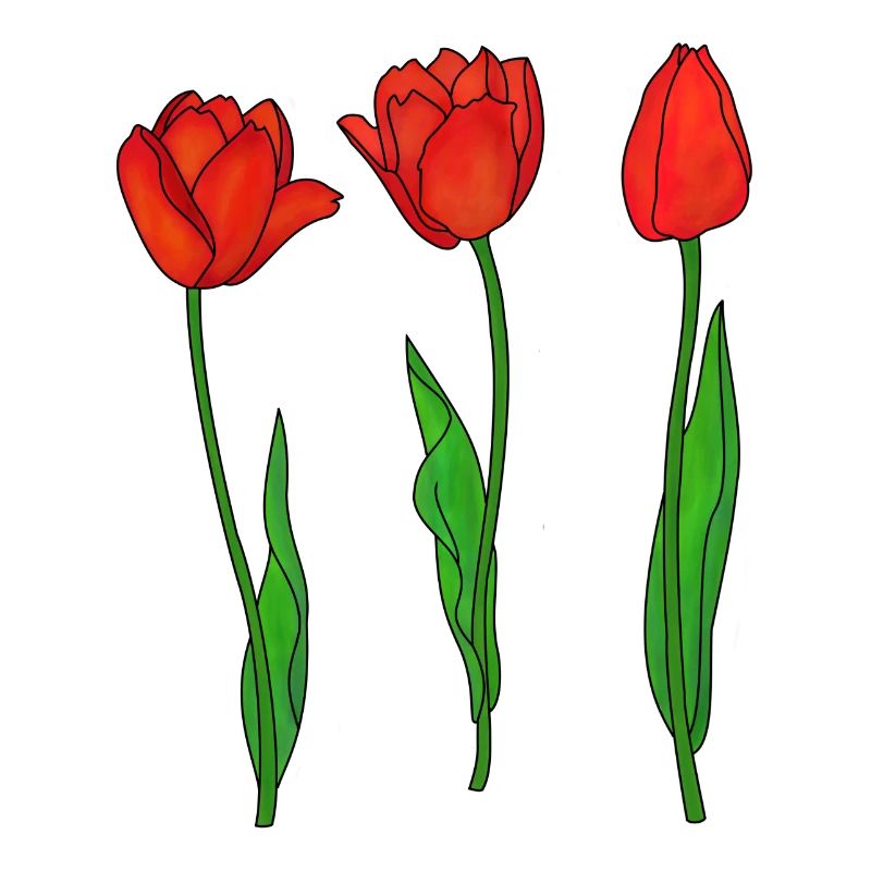 Red Tulips, Spring