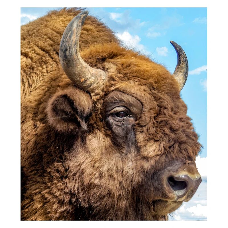 Wisent