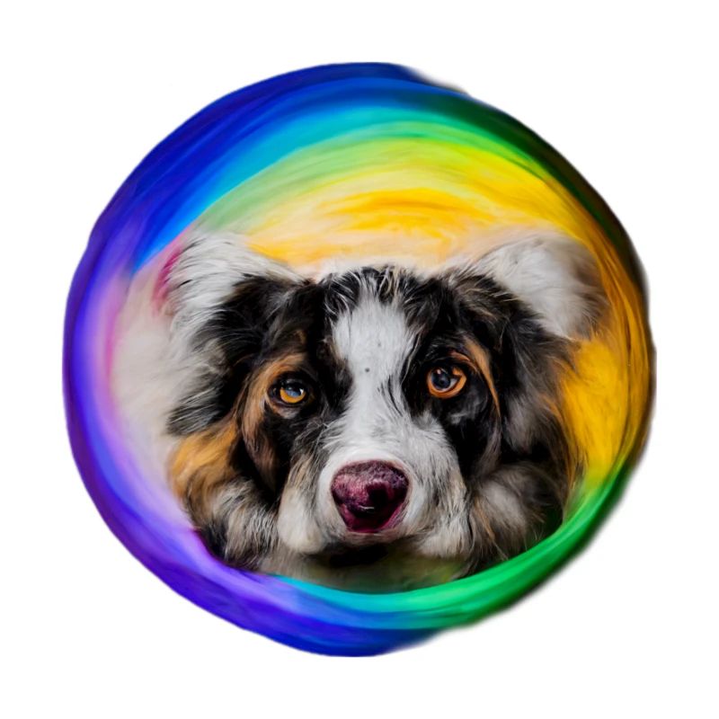 Regenbogen Hund Australian Shepherd