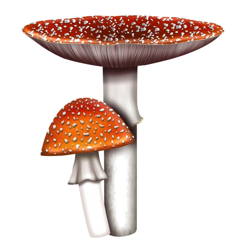Toadstool Amanita muscaria