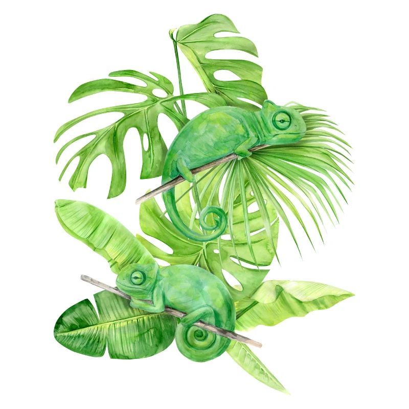 Chameleon, green chameleon lizards
