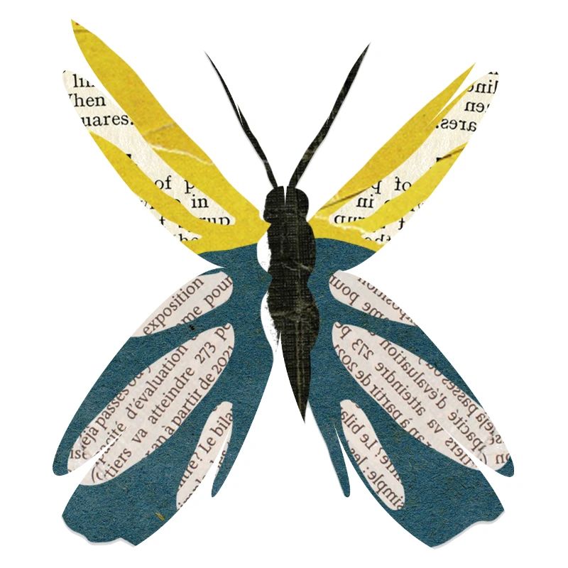 BUTTERFLY