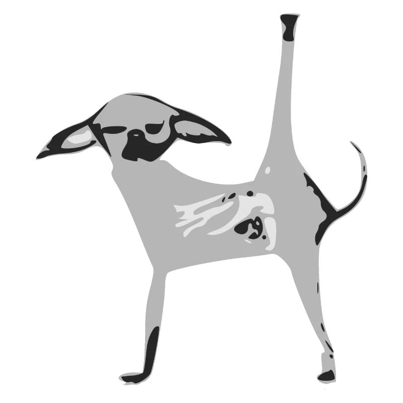 Cosmo le chiwawa gris