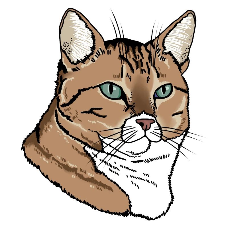 Tête de chat Tabby