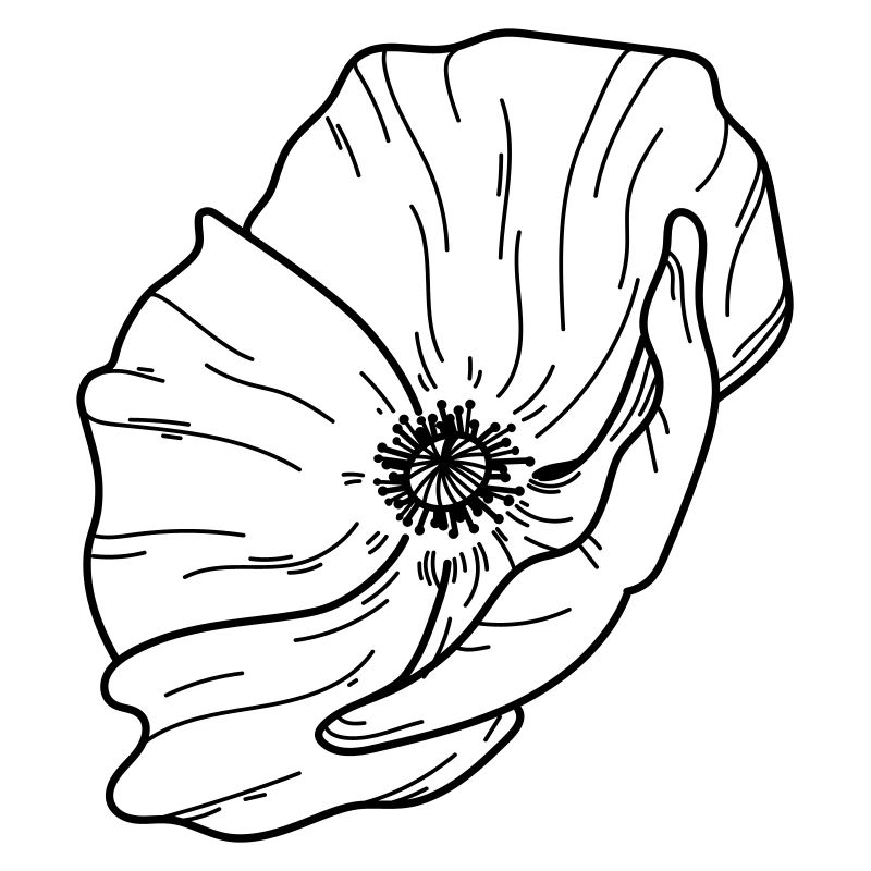 Fleur de pavot