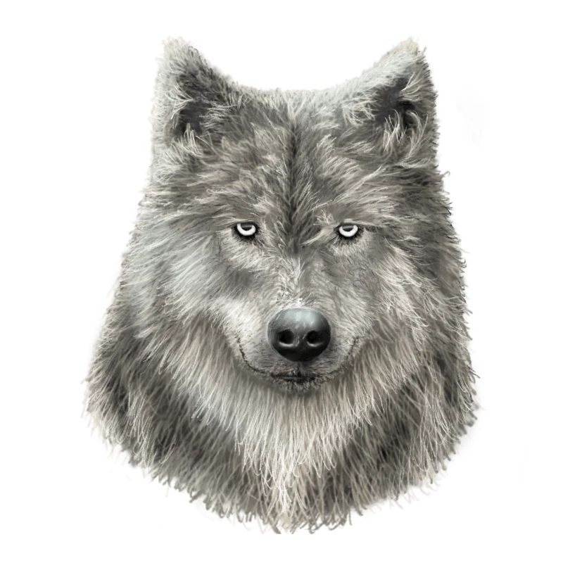 Grey Wolf Sketch