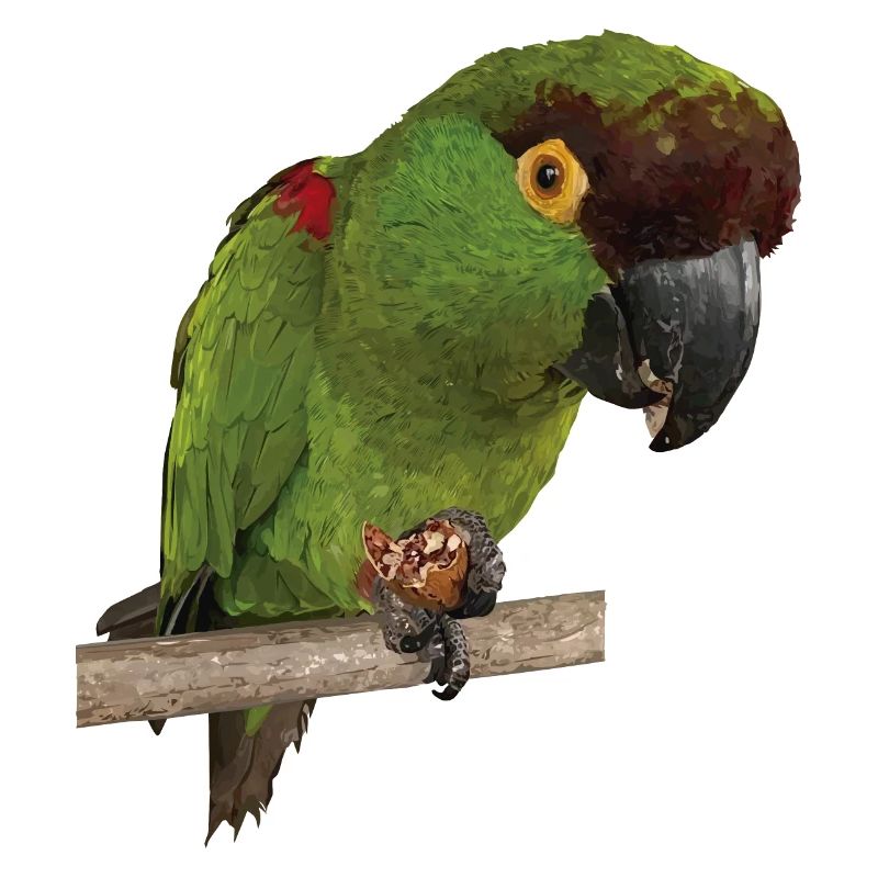 Mountain Parakeet