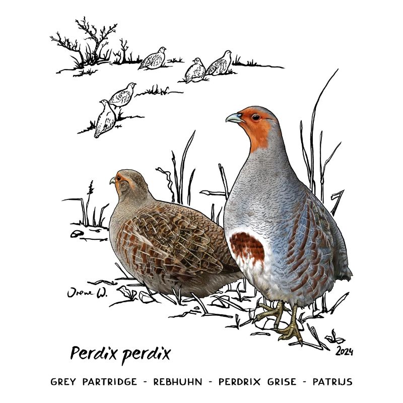 Partridge