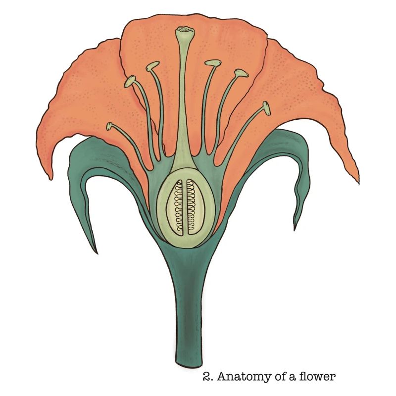 Die Anatomie der Blume