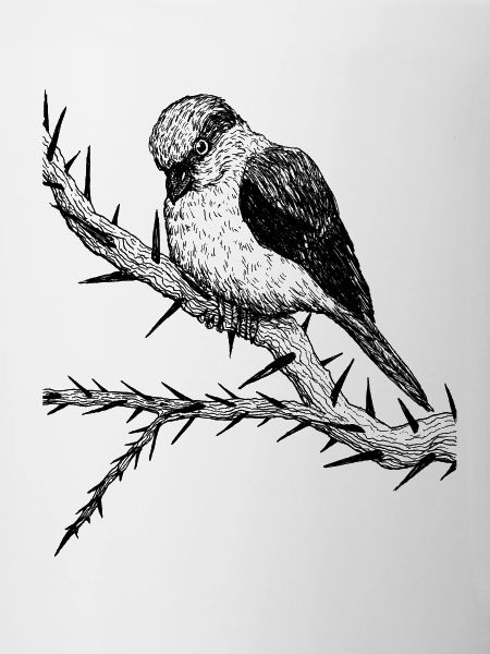 Aggro Bird - Great Grey Shrike