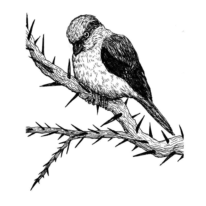 Aggro oiseau - Grande pie-grièche grise