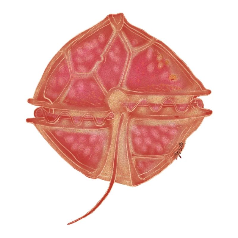 Alexandrium catanella