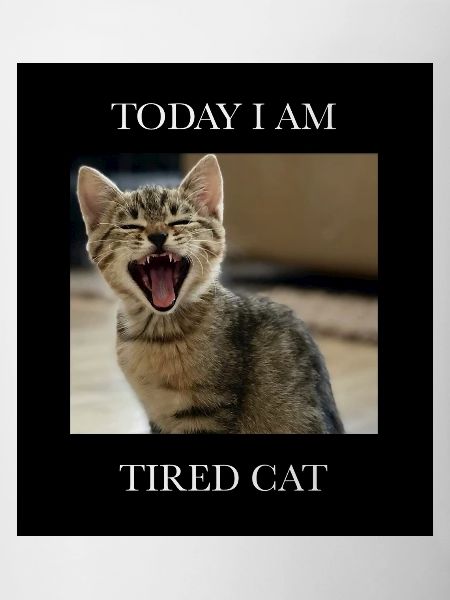 Tired kitten with humor text