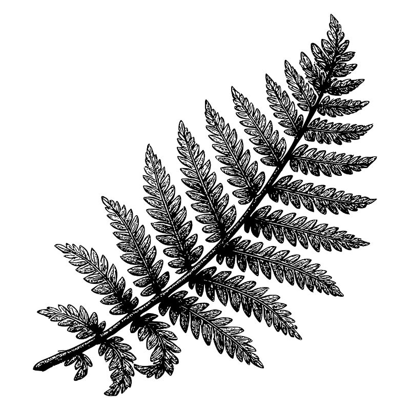 Illustration Florale Abstraite noir