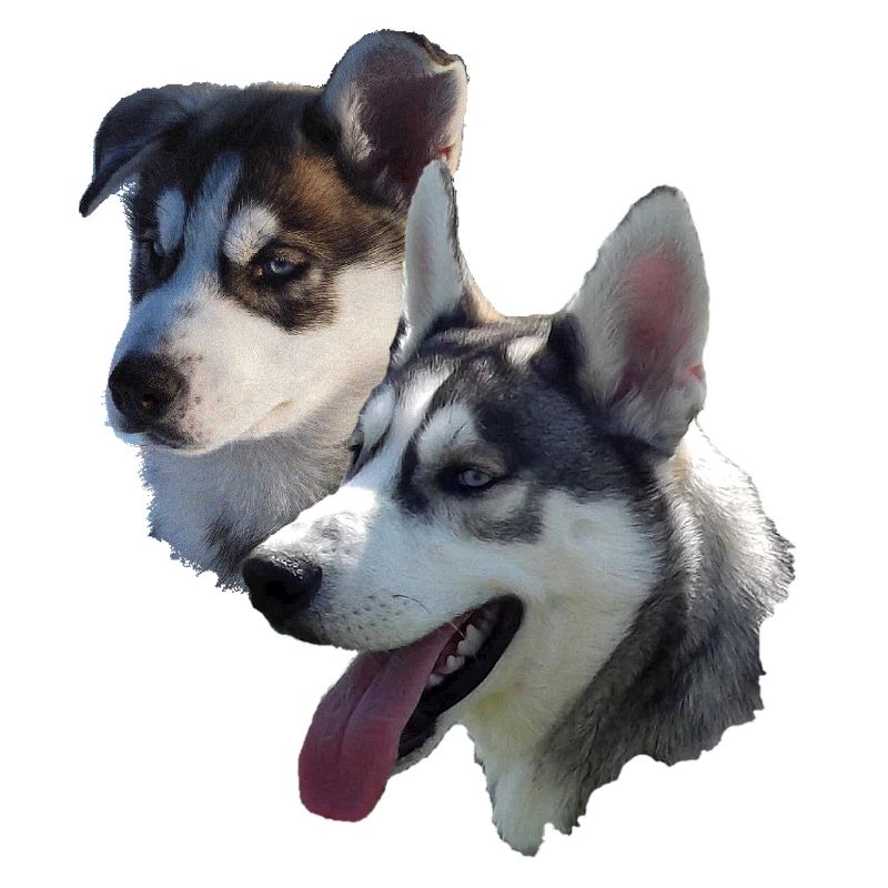 Husky Double Portrait