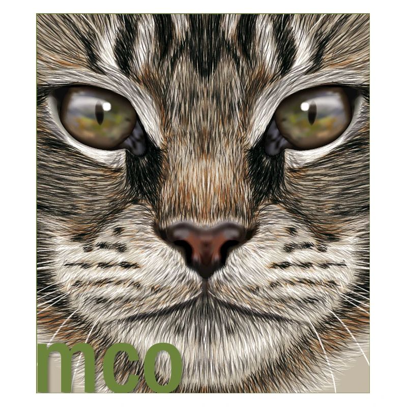 Chat Maine Coon