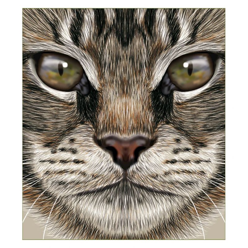 Chat Maine Coon