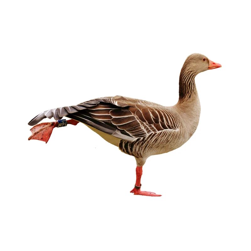goose35