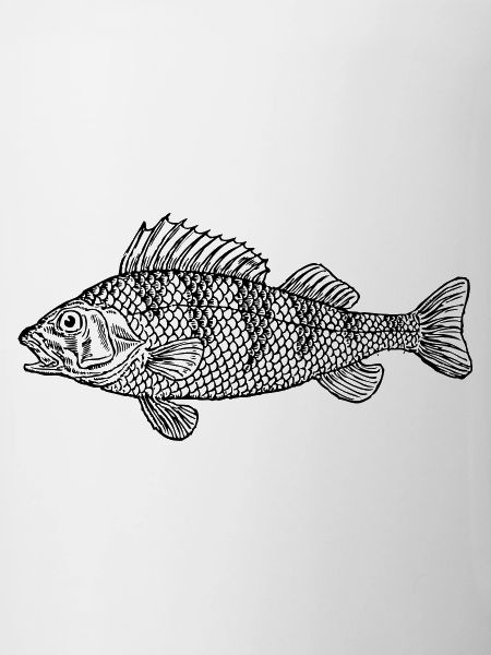 fish388