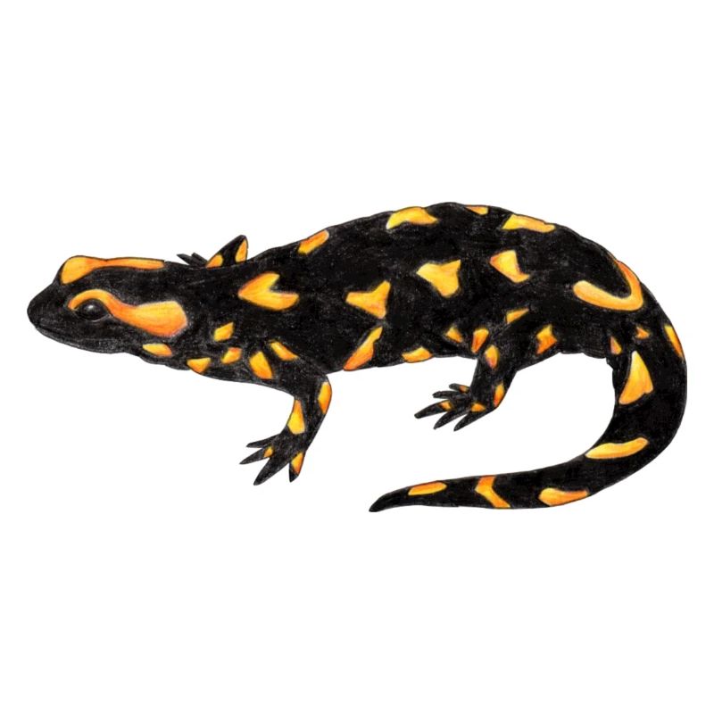 Feuersalamander