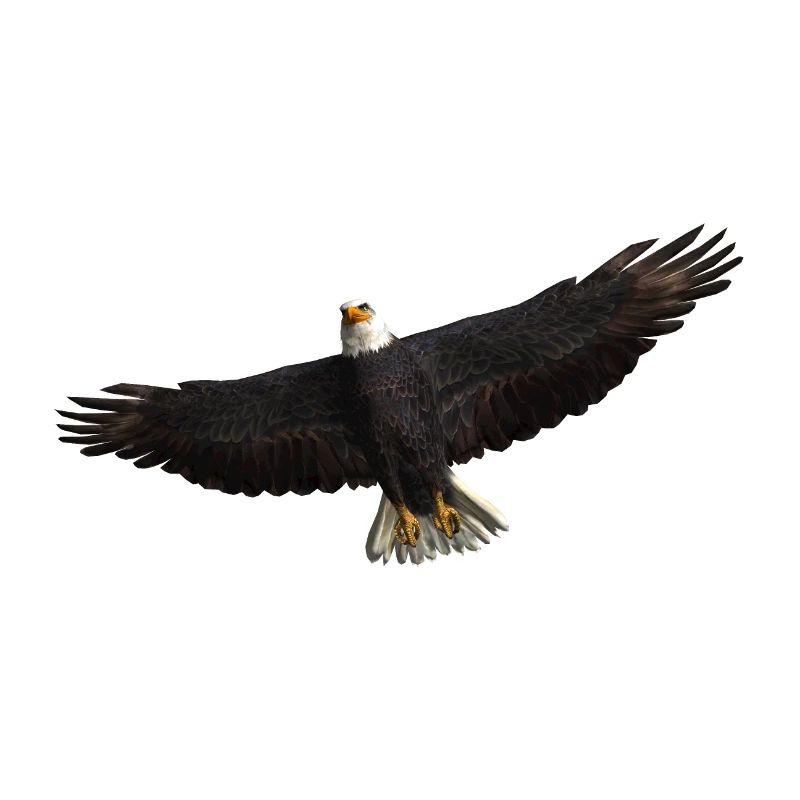 White-tailed Eagle