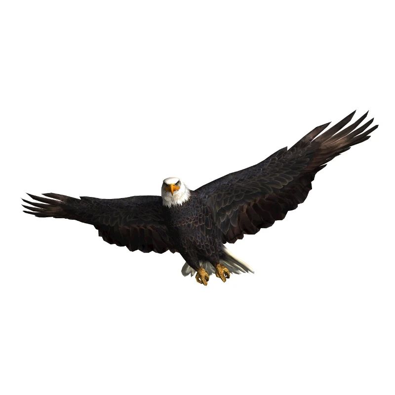 White-tailed Eagle bird of prey Eagle