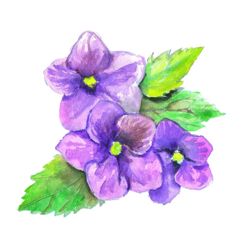 Three Violets
