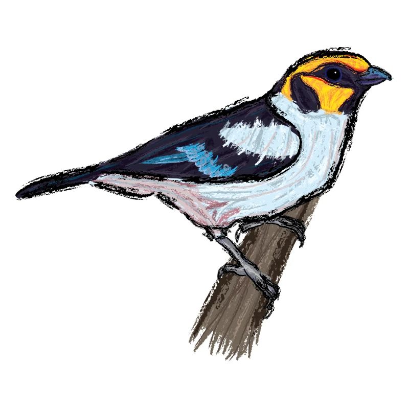 Rotstirntangar/ Flame-Faced Tanager Design I