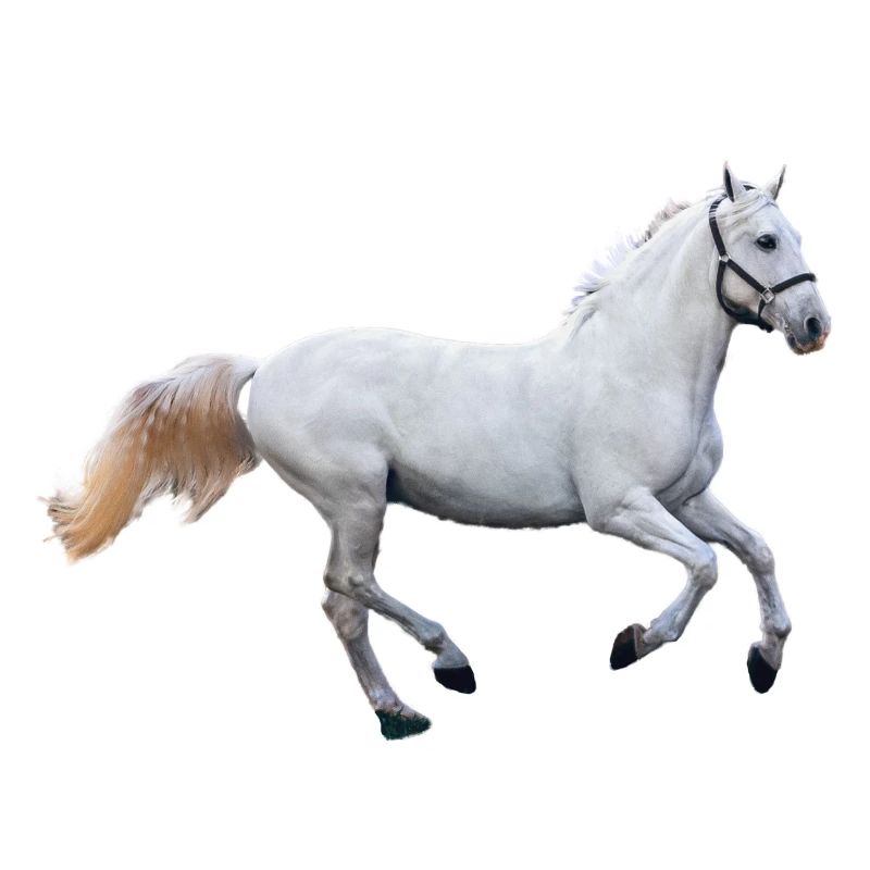 Cheval - moisissure