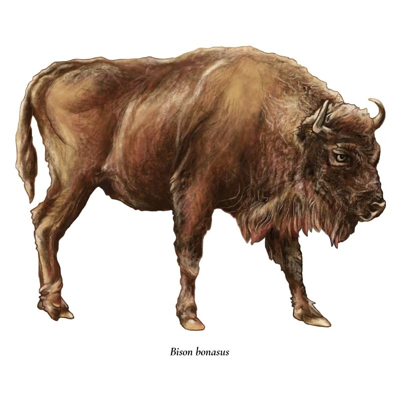 Bison d’europe