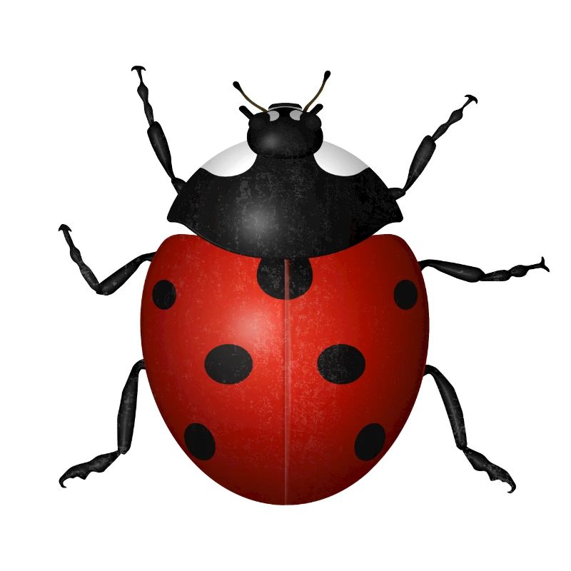 Ladybird